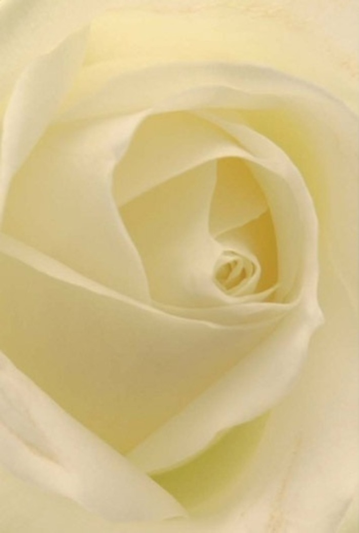 This portrait of a classic white rose, photographed in Shacklewell, draws the viewer into its intricate core-a perfect spiral of flawless petals unfolding in layers of pale cream and luminous ivory. Each petal blends seamlessly into the next, echoing the soft daylight that settles on the flower as though from a nearby garden square. There's a silky, almost tangible texture suggested in the matte, finely etched edges and the creamy smoothness further within. Shadows dance delicately among the folds, imparting a sense of depth and stirring quiet emotion, not unlike the restful atmosphere along Shacklewell Lane. The sheer grace and purity in this composition make it an ideal messenger for meaningful moments: a romantic token, a sincere apology, or a centrepiece gracing a local celebration. The rose radiates an unspoken fragrance-clean, gentle, subtly sweet, reminiscent of fresh bouquets crafted for neighbours across Shacklewell. It stands as an emblem of both resilience and tender sentiment, capturing all the poise and heartfelt care you expect from florists who truly know their local community.